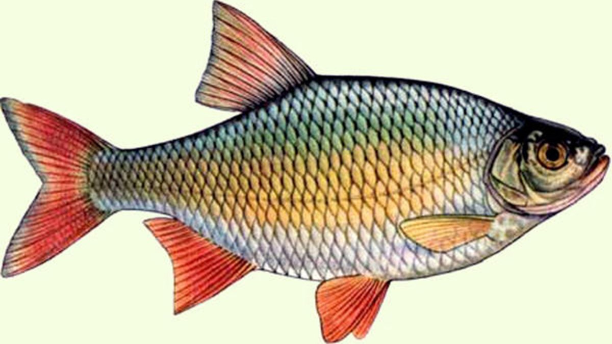 Краснопёрка рыба