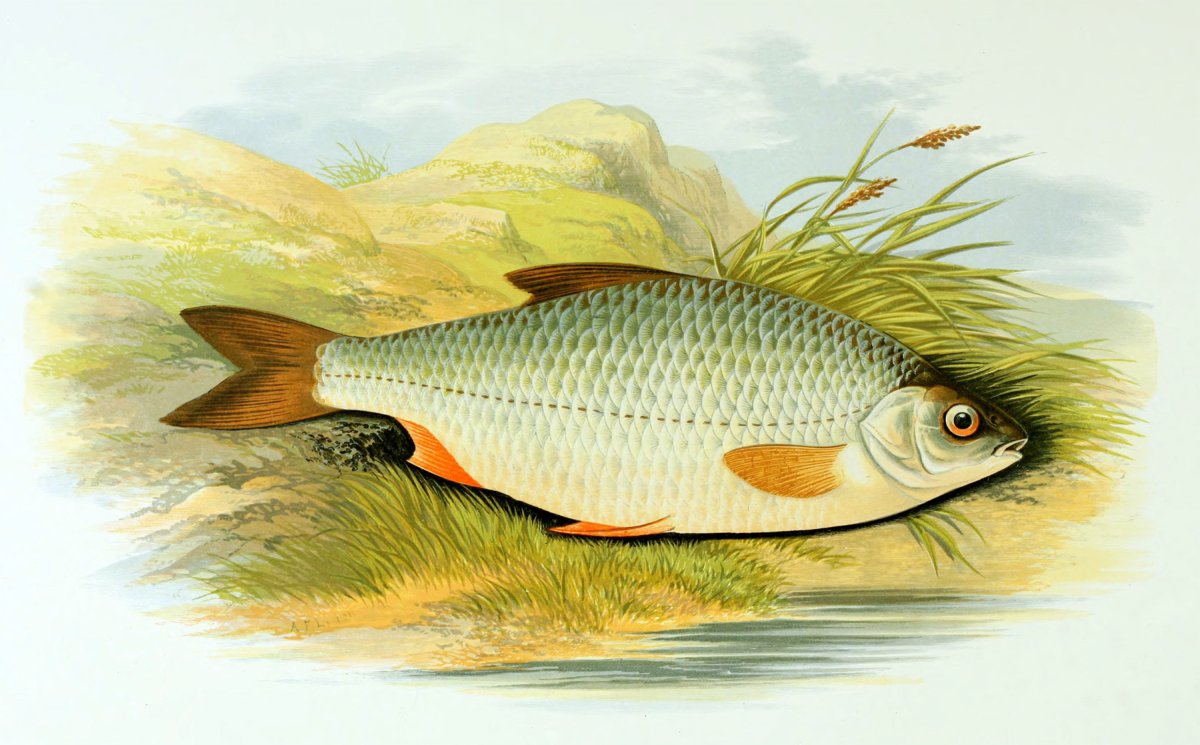 Сорога красноперка плотва вобла