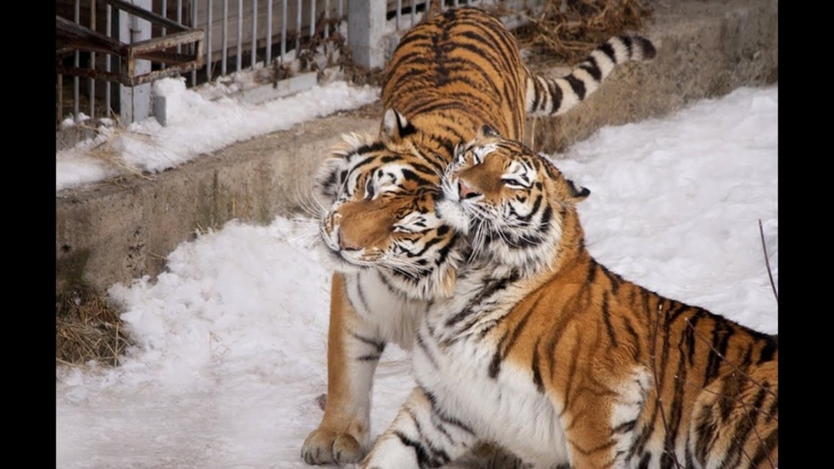 Тигры друзья