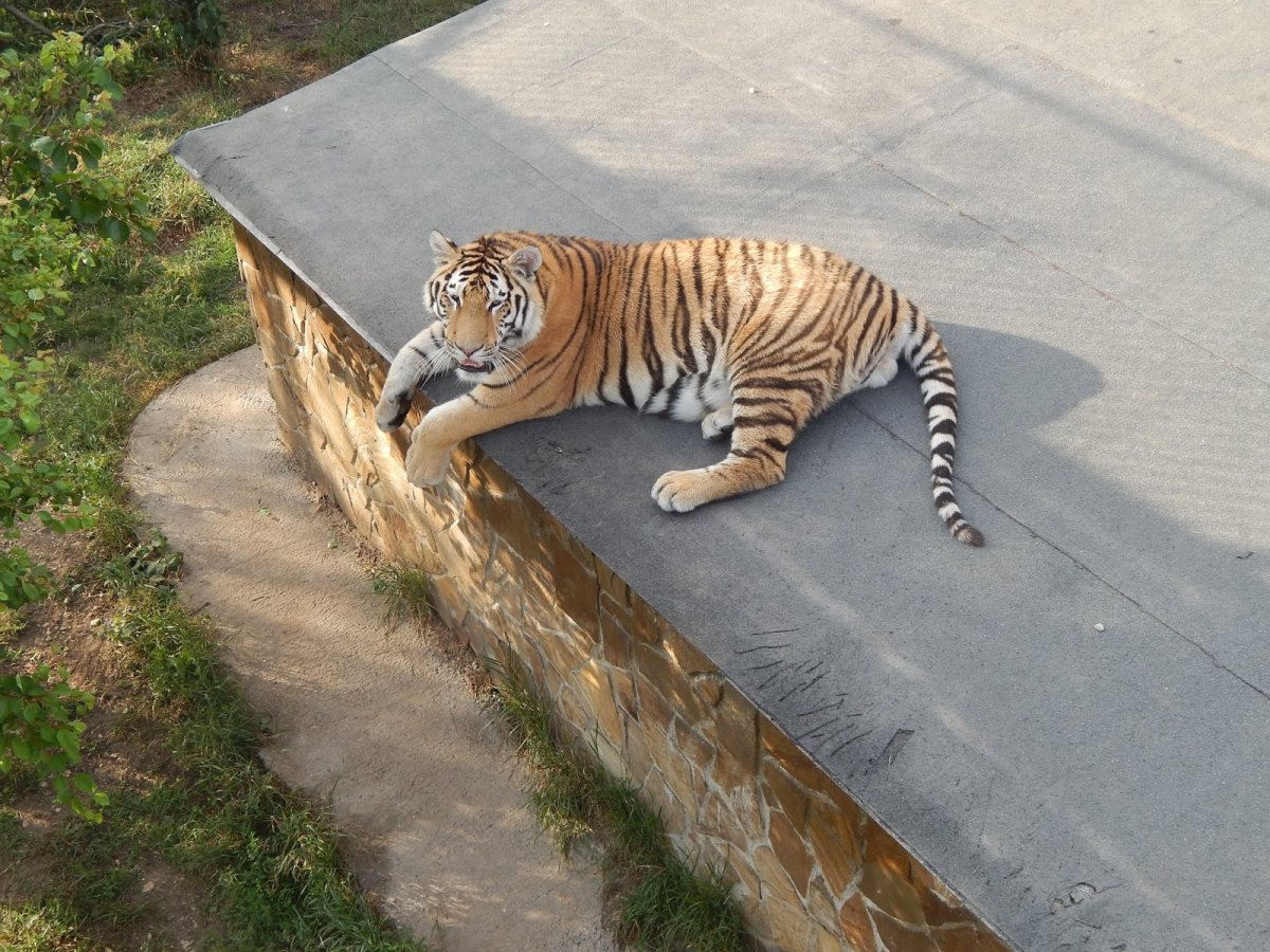 Тигр в очках