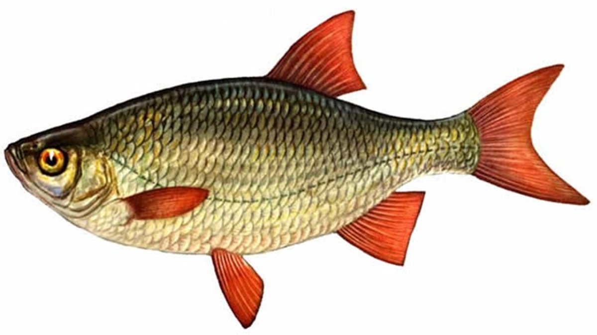 Рыба красноперка для детей