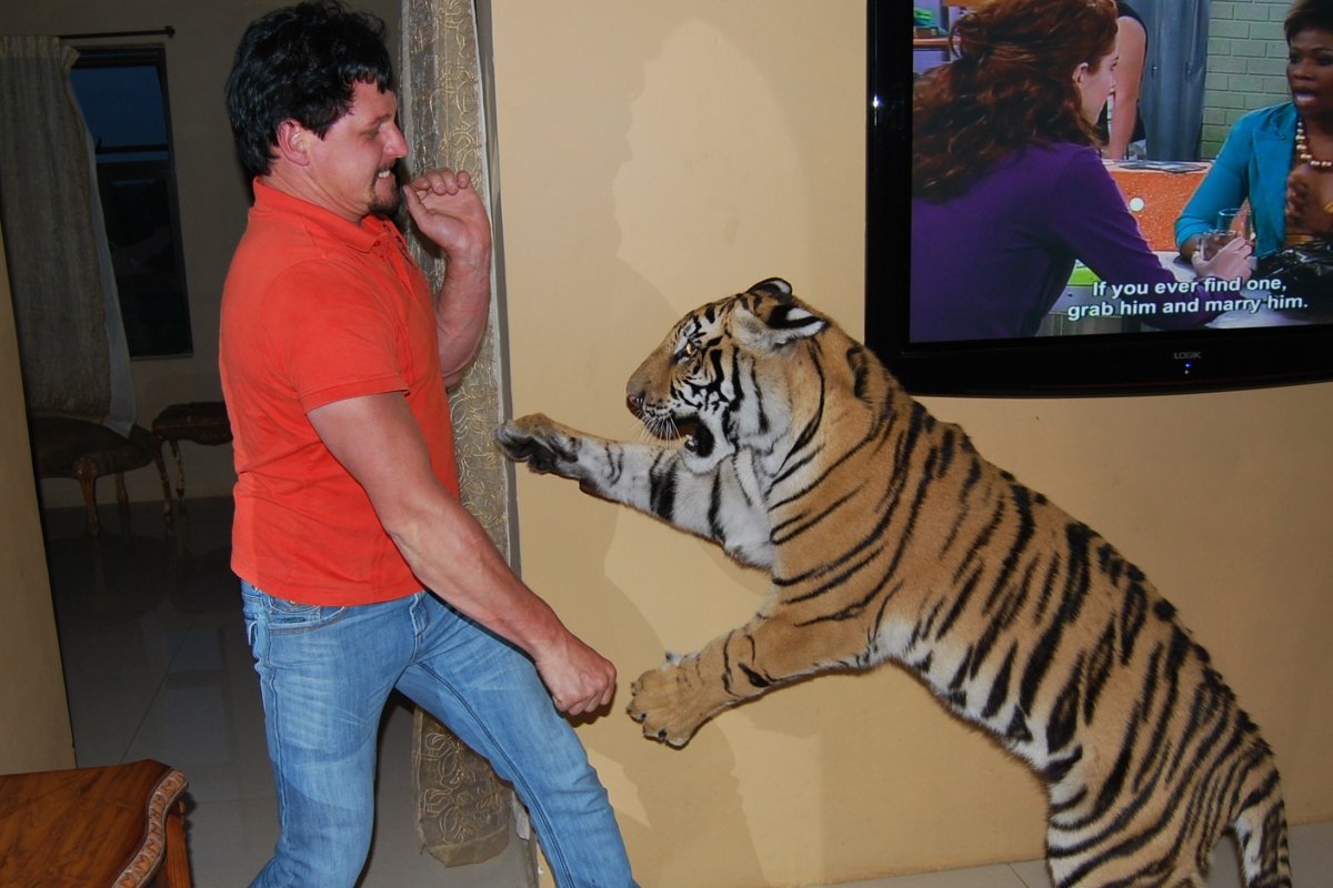 Домашние львята