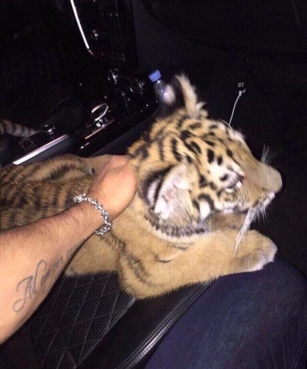 Уссурийский тигр с тигрятами зимой