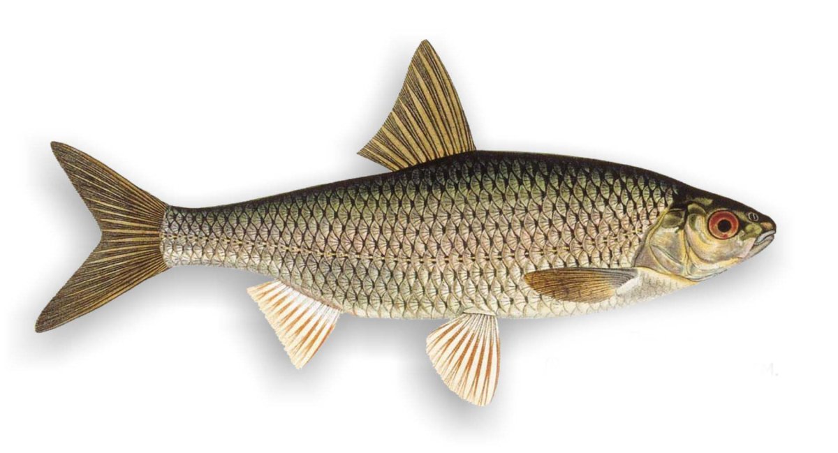 Рыбы Ленинградской области рыбы Ленинградской области