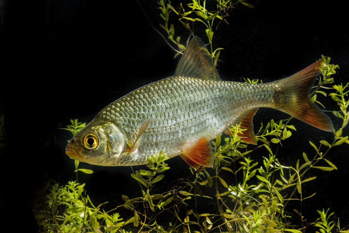 Обыкновенная плотва rutilus rutilus