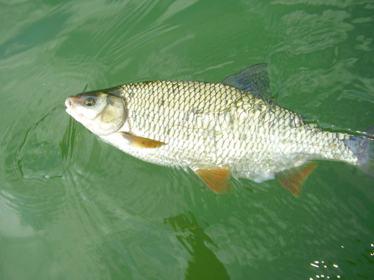 Сорога рыба Речная