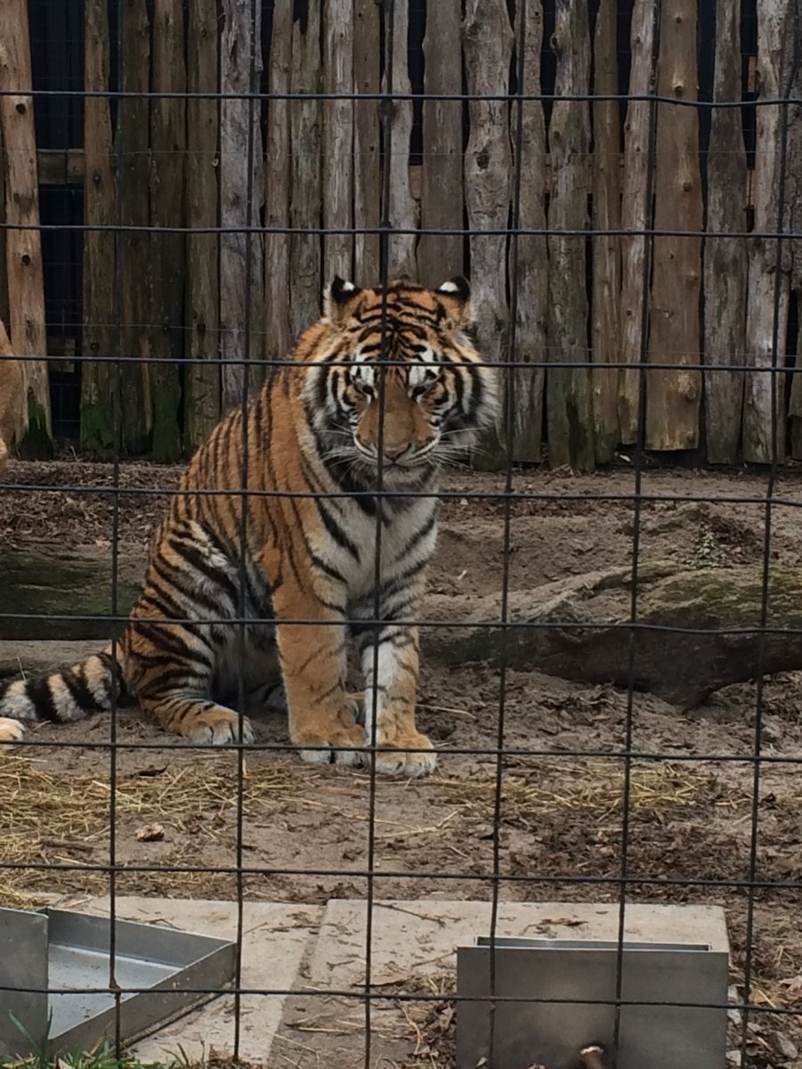 Тигрица в доме