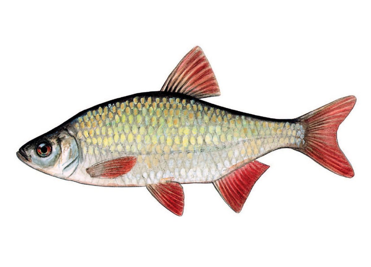 Красноперка Озерная