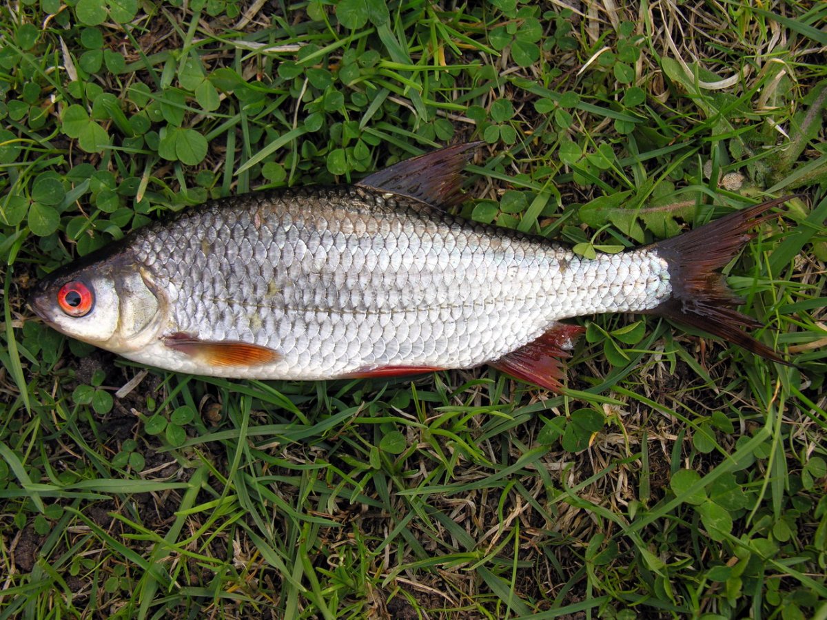 Плотва серушка