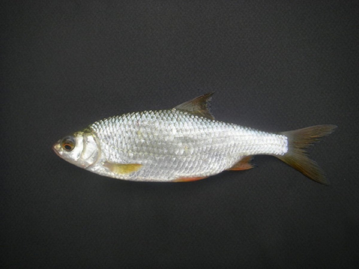 Плотва альбинос