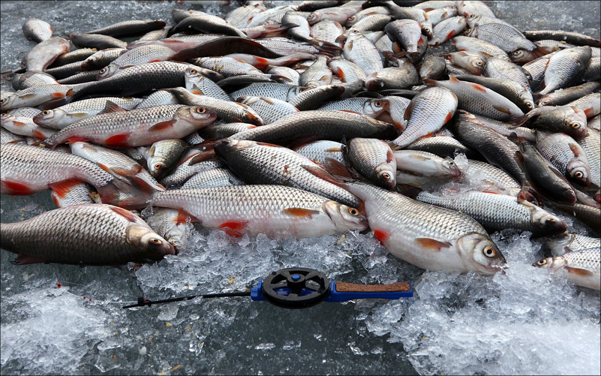 Зимний улов рыбы