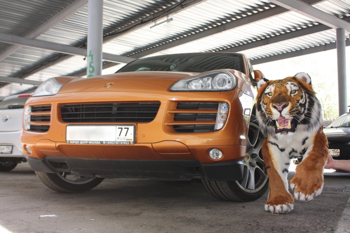 Тигрицы Близнецы