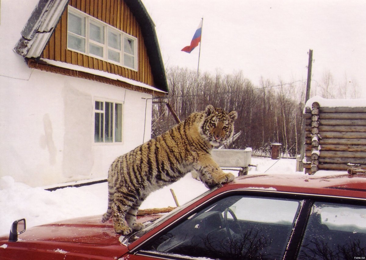 Отражение кота в луже