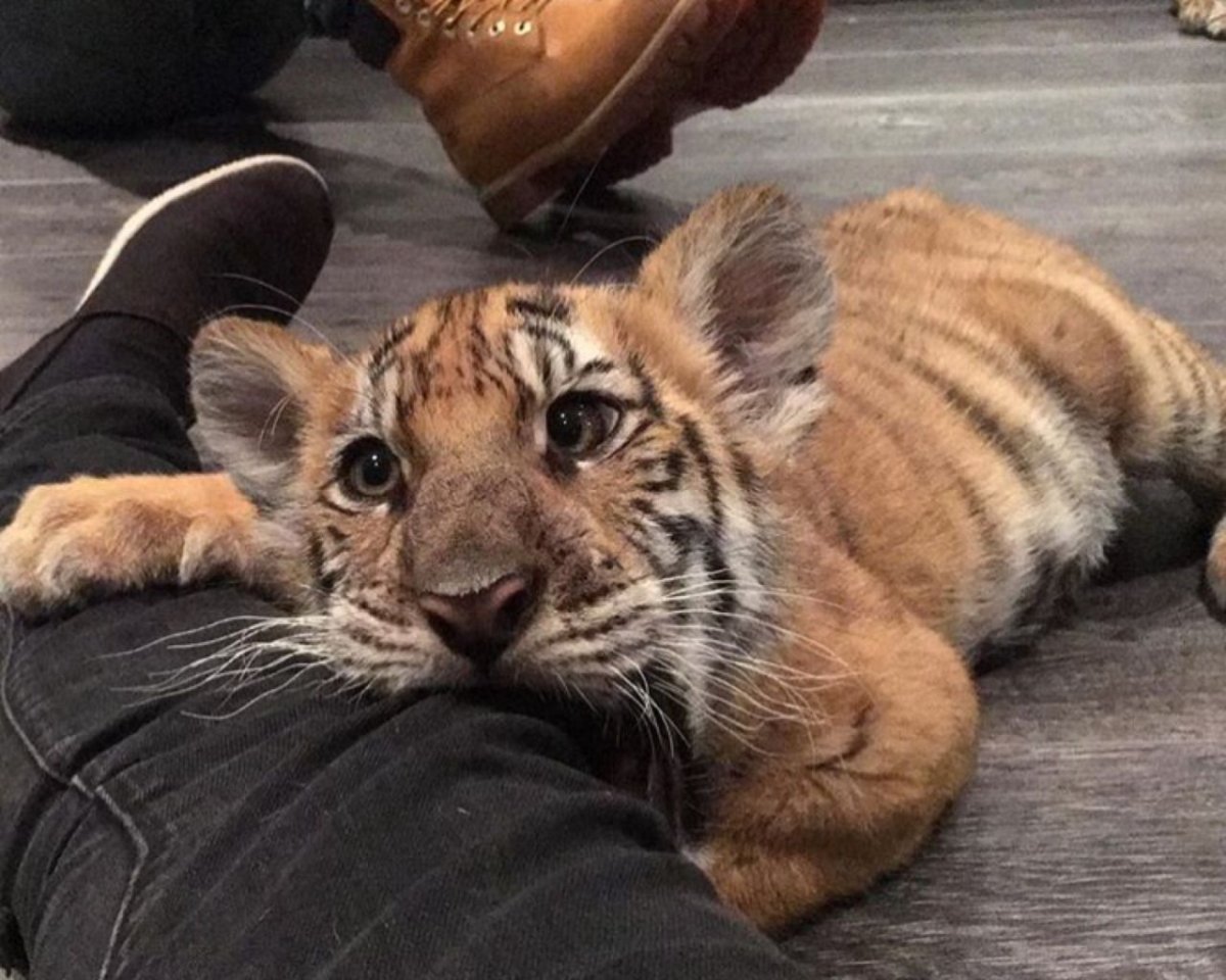 Тигриный Кусь