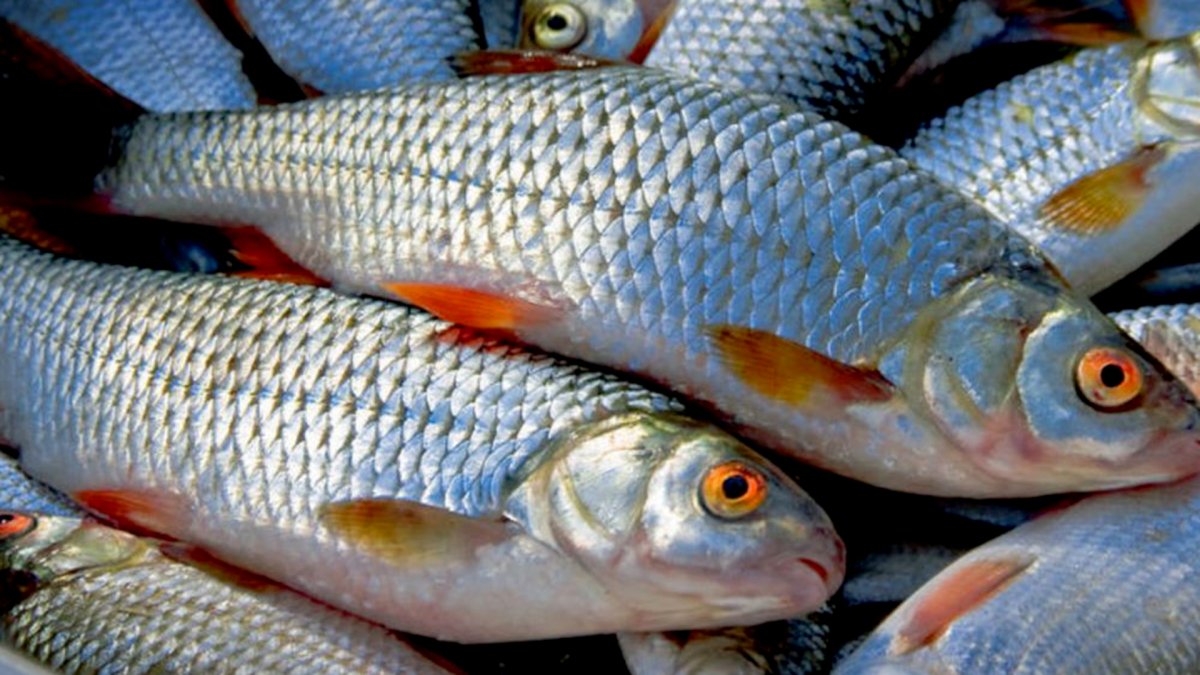 Тарань Донская