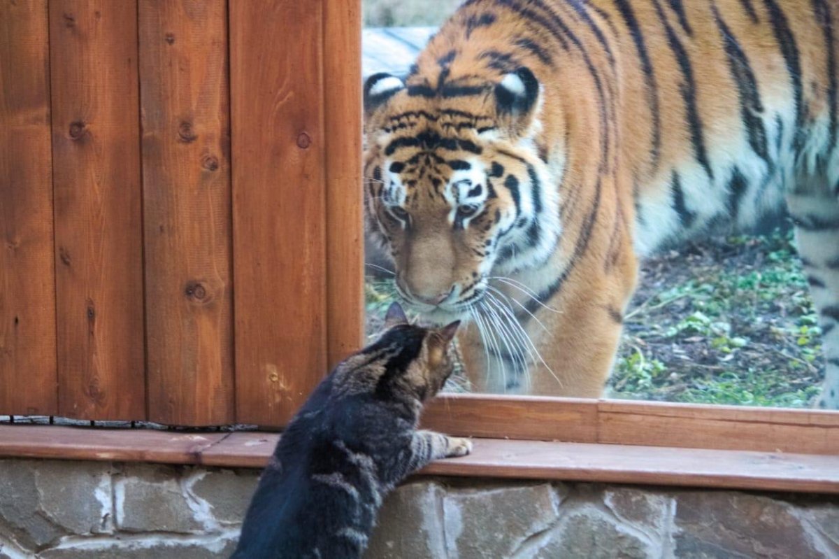 Тигрица морда с языком