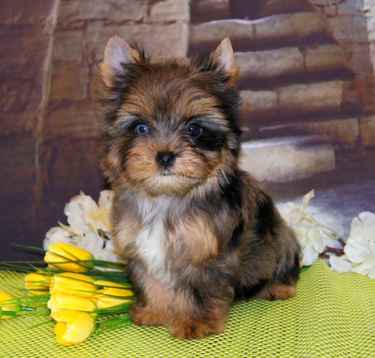 Блуберри Йоркширский терьер