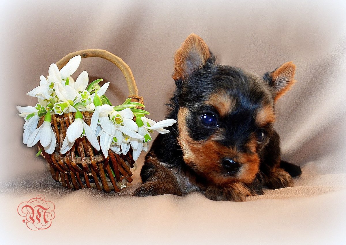 Блуберри Йоркширский терьер