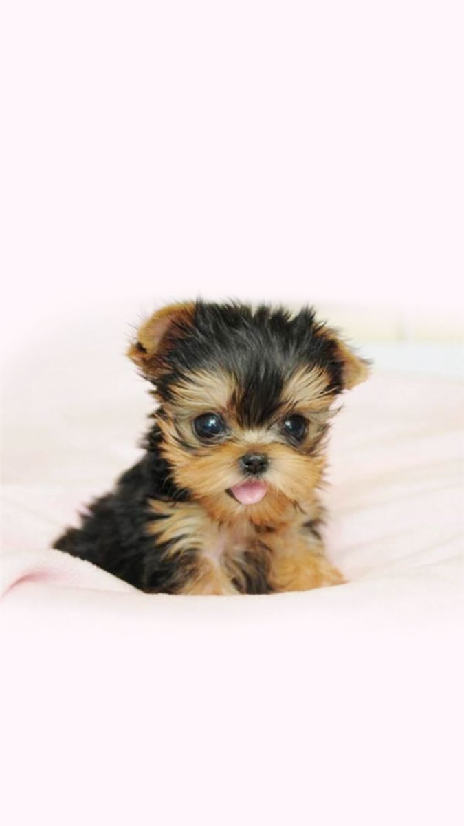 Золотистый Йоркширский терьер