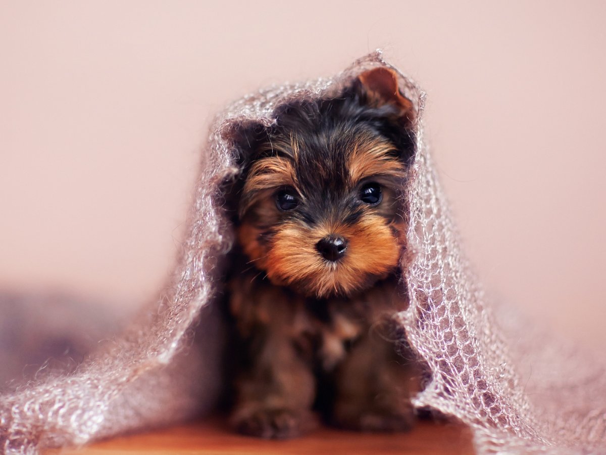 Йоркширский терьер