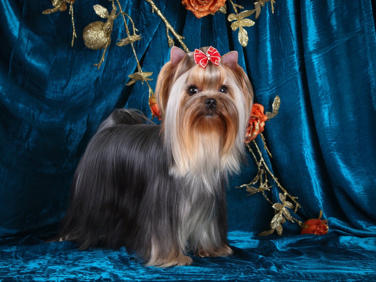 Йоркширский терьер пятнистый