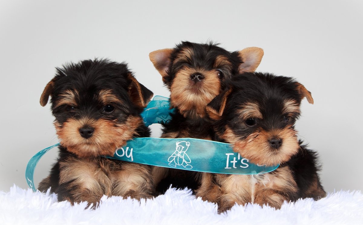 Карликовый Йоркширский терьер