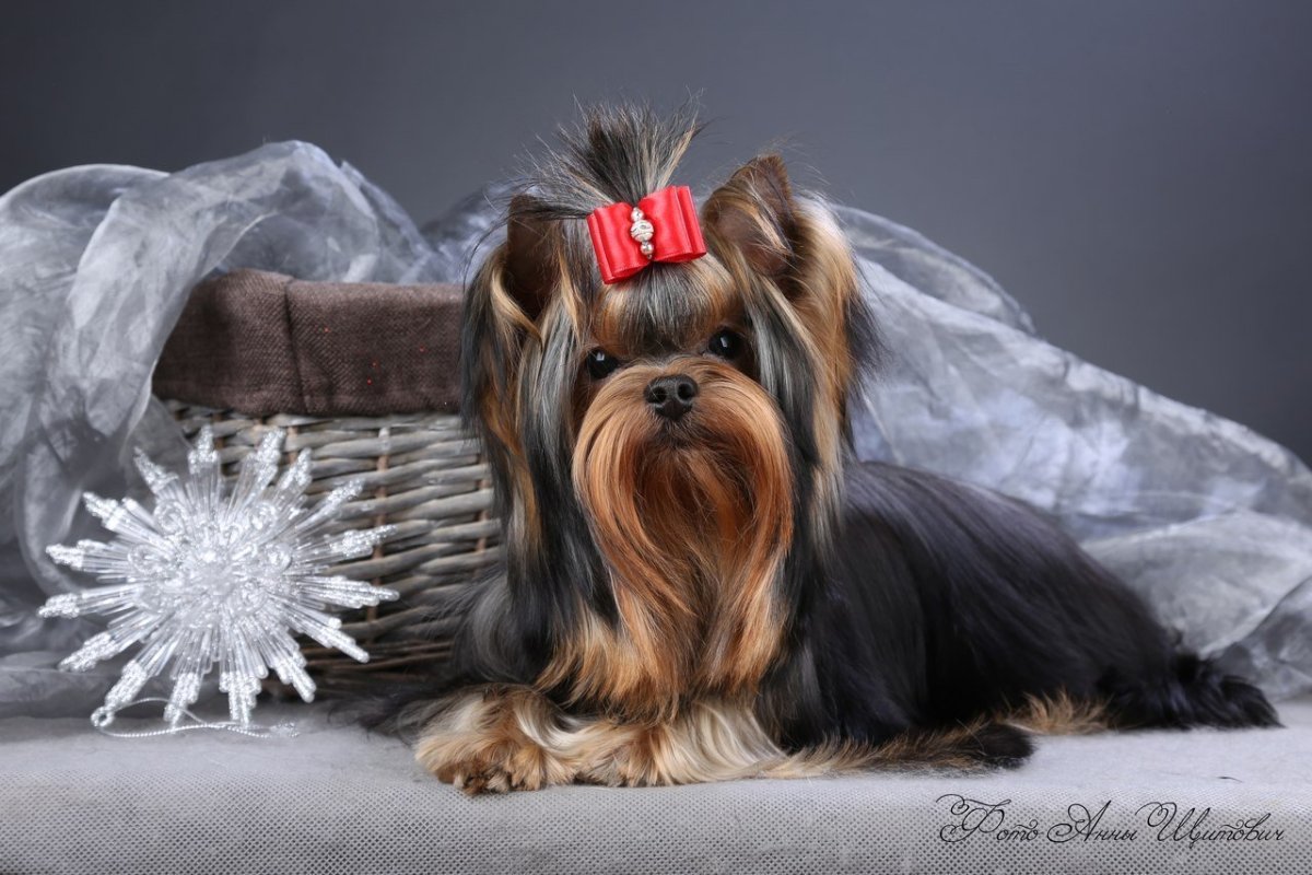 Йоркширский терьер длинношерстный