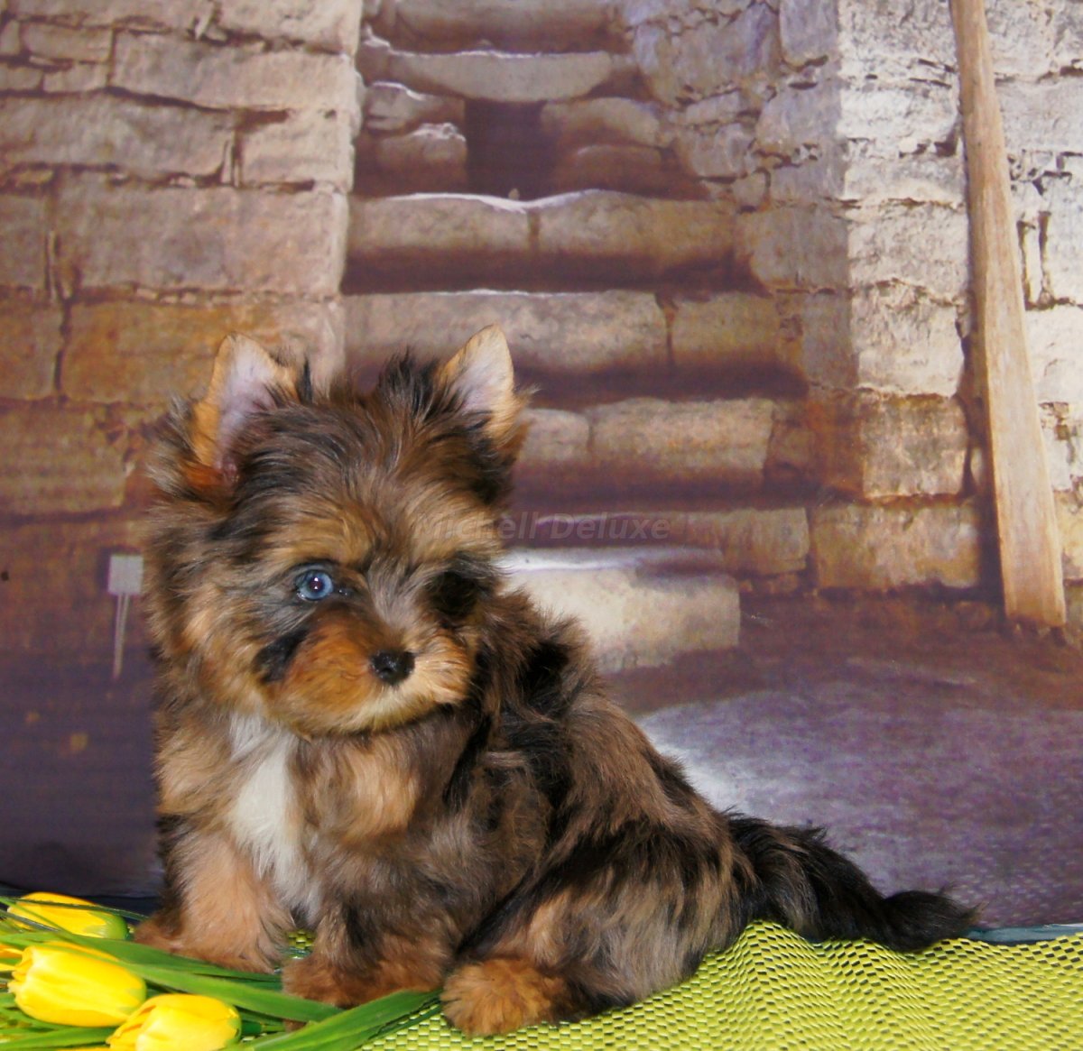 Йоркширский терьер окрас Мерле