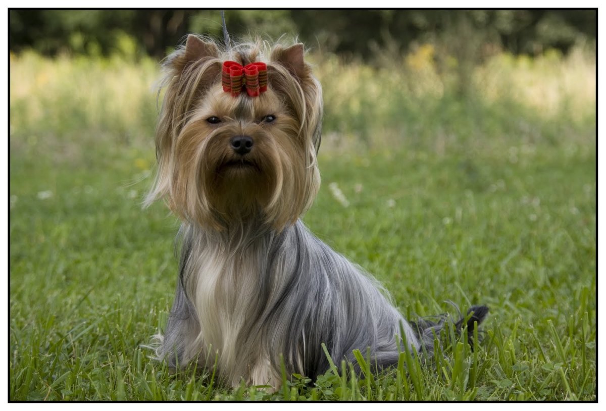 Мраморный Йоркширский терьер