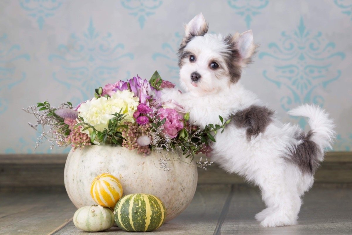 Бивер Блуберри Йоркширский Блуберри