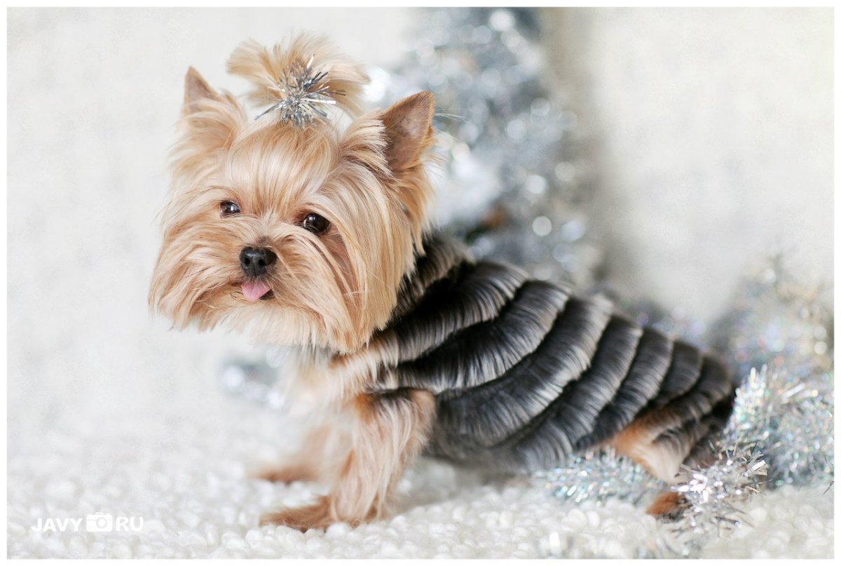 Щенки йоркширского терьера с рождения