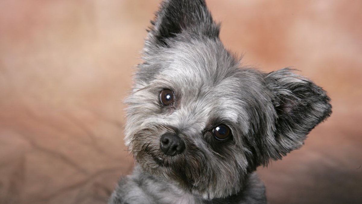 Пепельный терьер