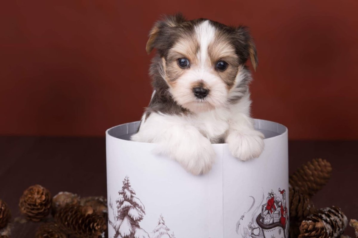 Блуберри порода собак