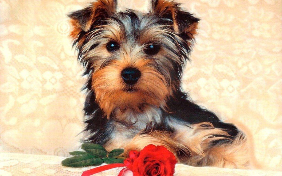 Блуберри Йоркширский