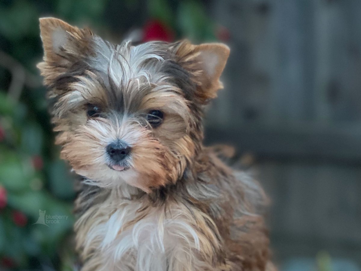 Choco Merle Yorkshire Terrier
