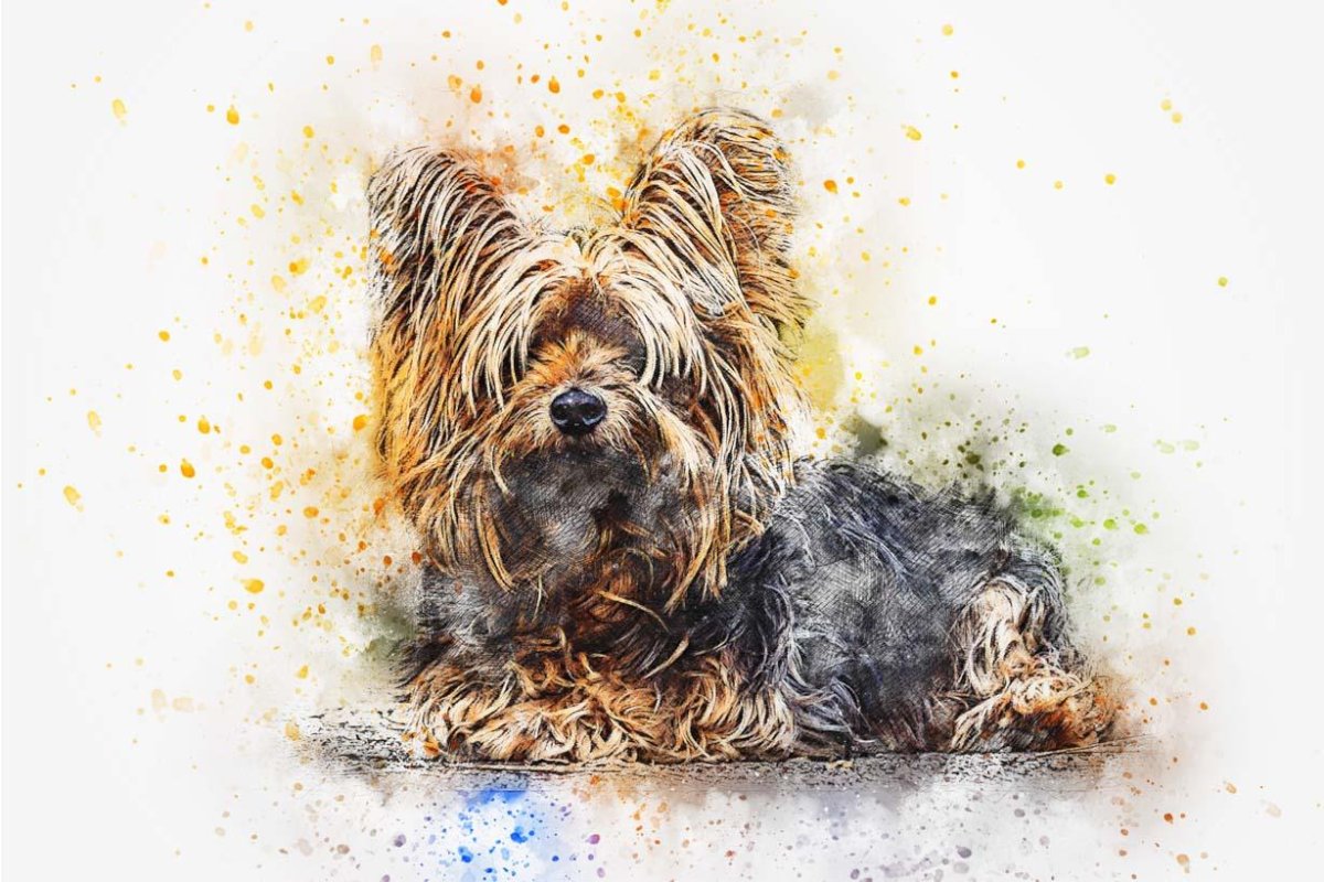 Йоркширский терьер вельш