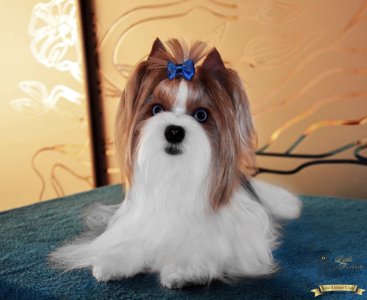 Йоркширский терьер Блюбери