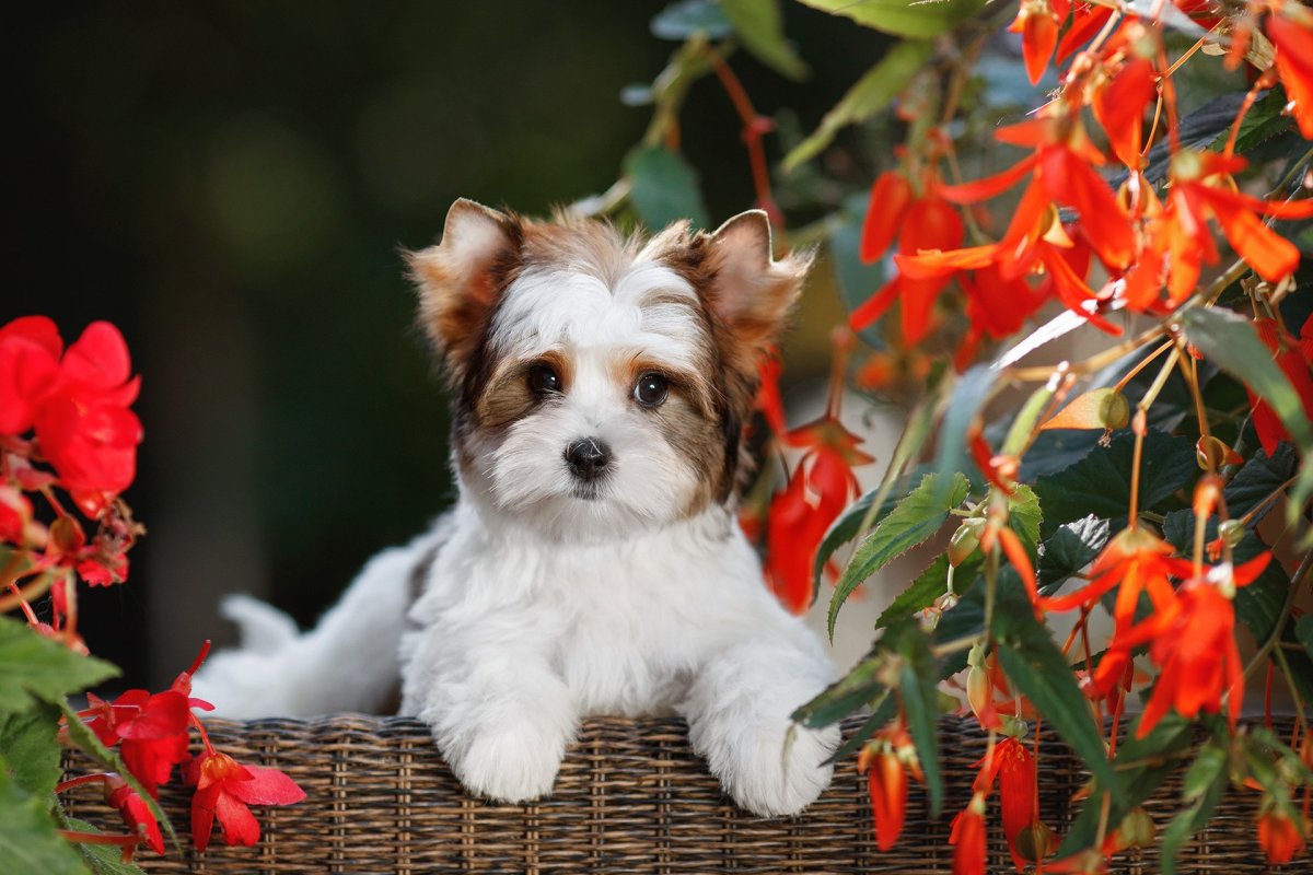 Щенки Блуберри Йоркширский терьер