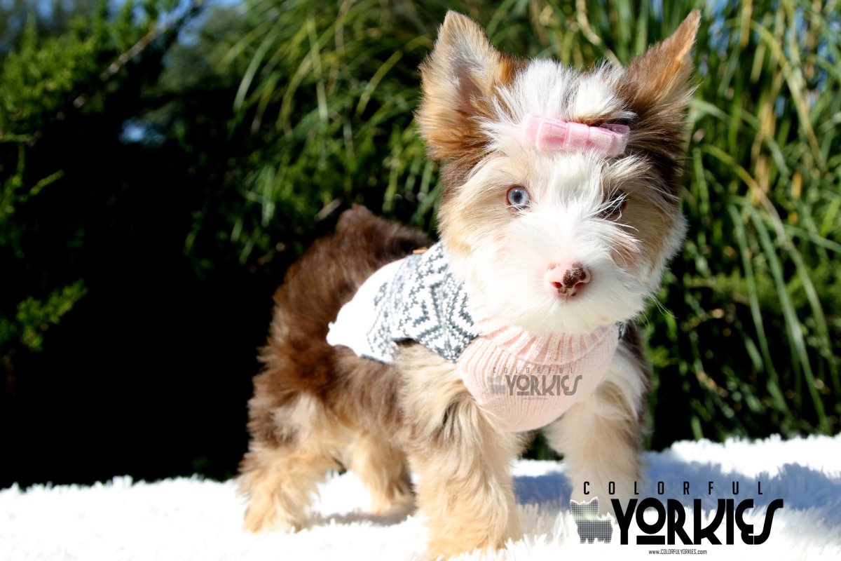 Choco Merle Yorkshire Terrier