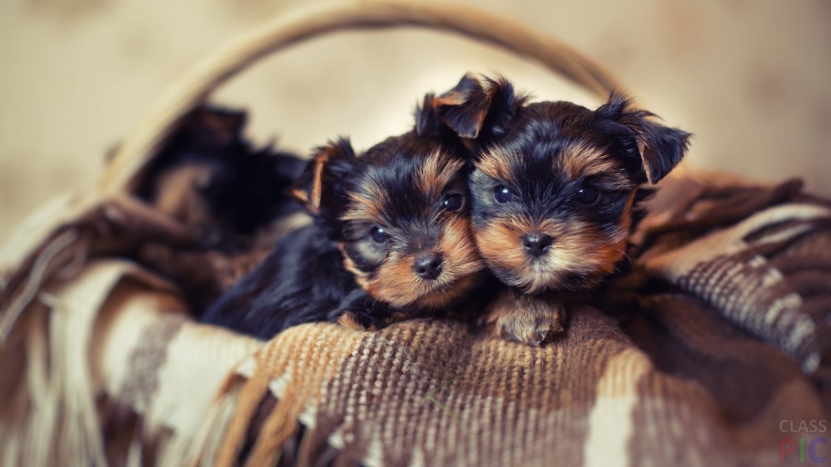 Карликовый Йоркширский терьер