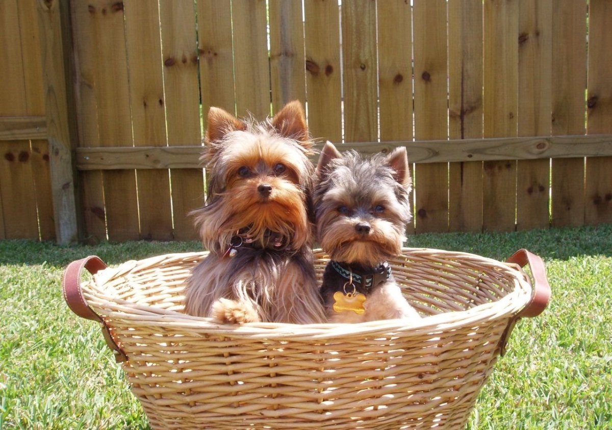 Померанский Йорик