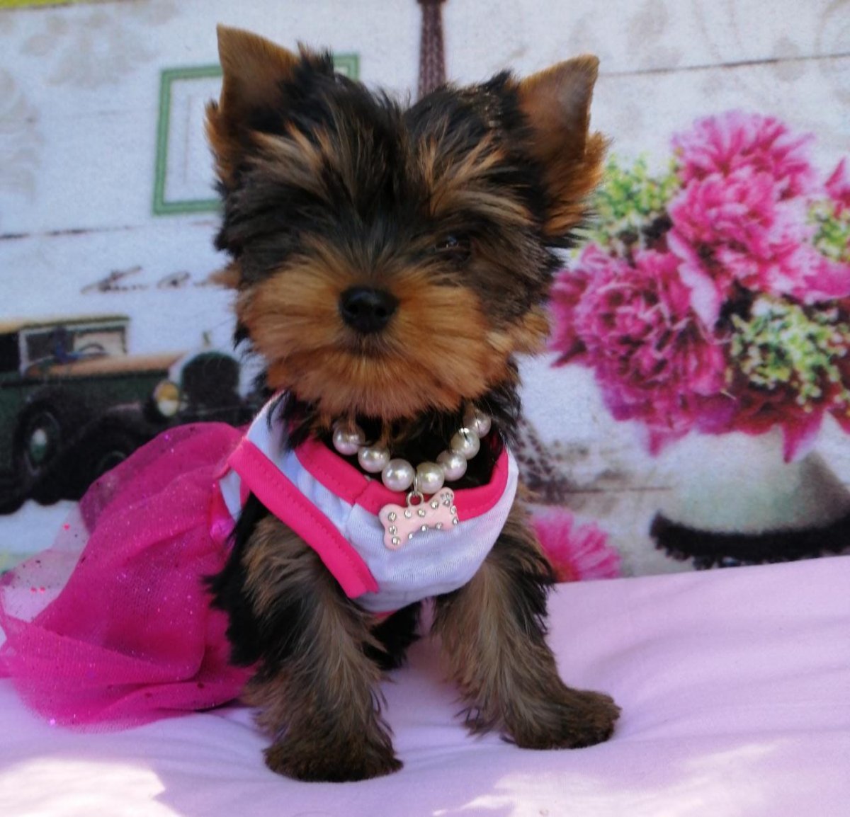 Бершидский терьер