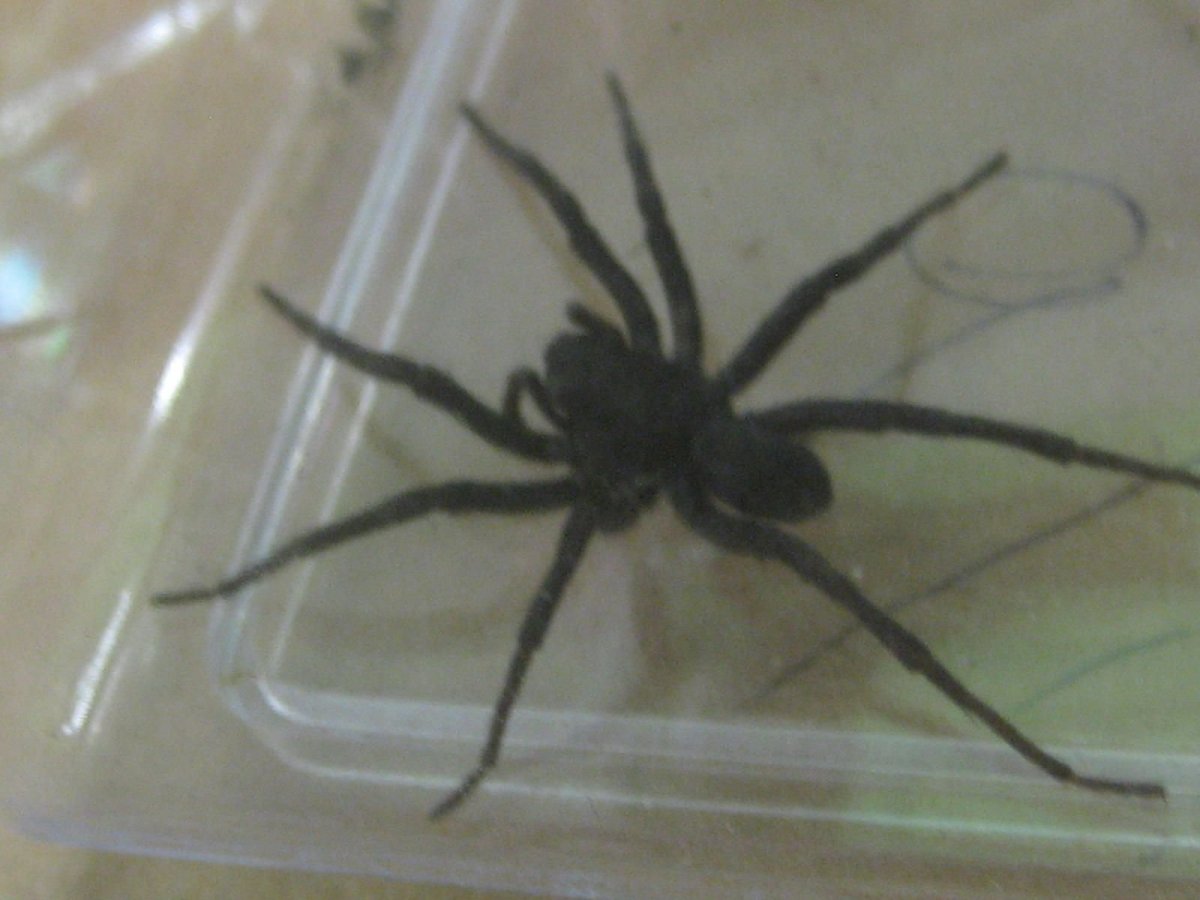 Черный водяной паук