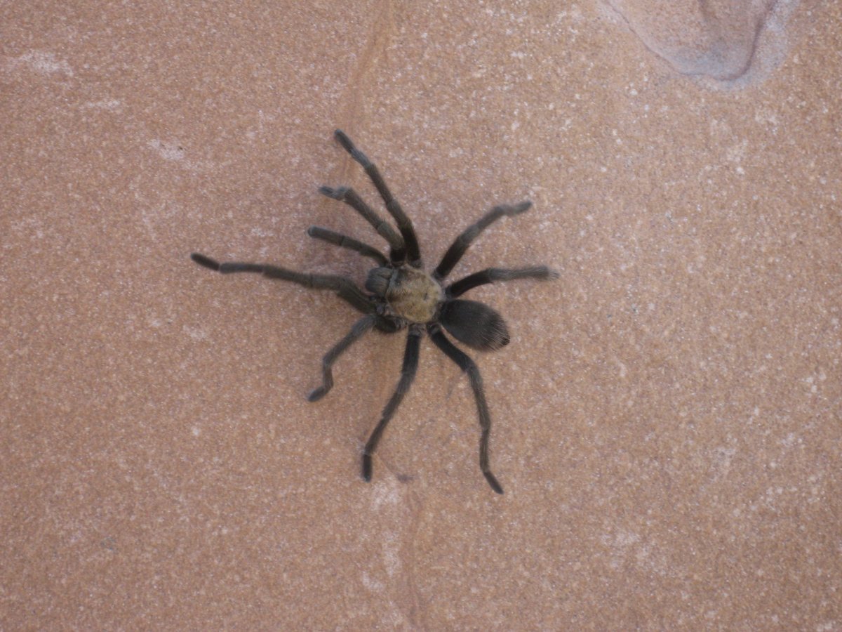 Паук пустынный Тарантул