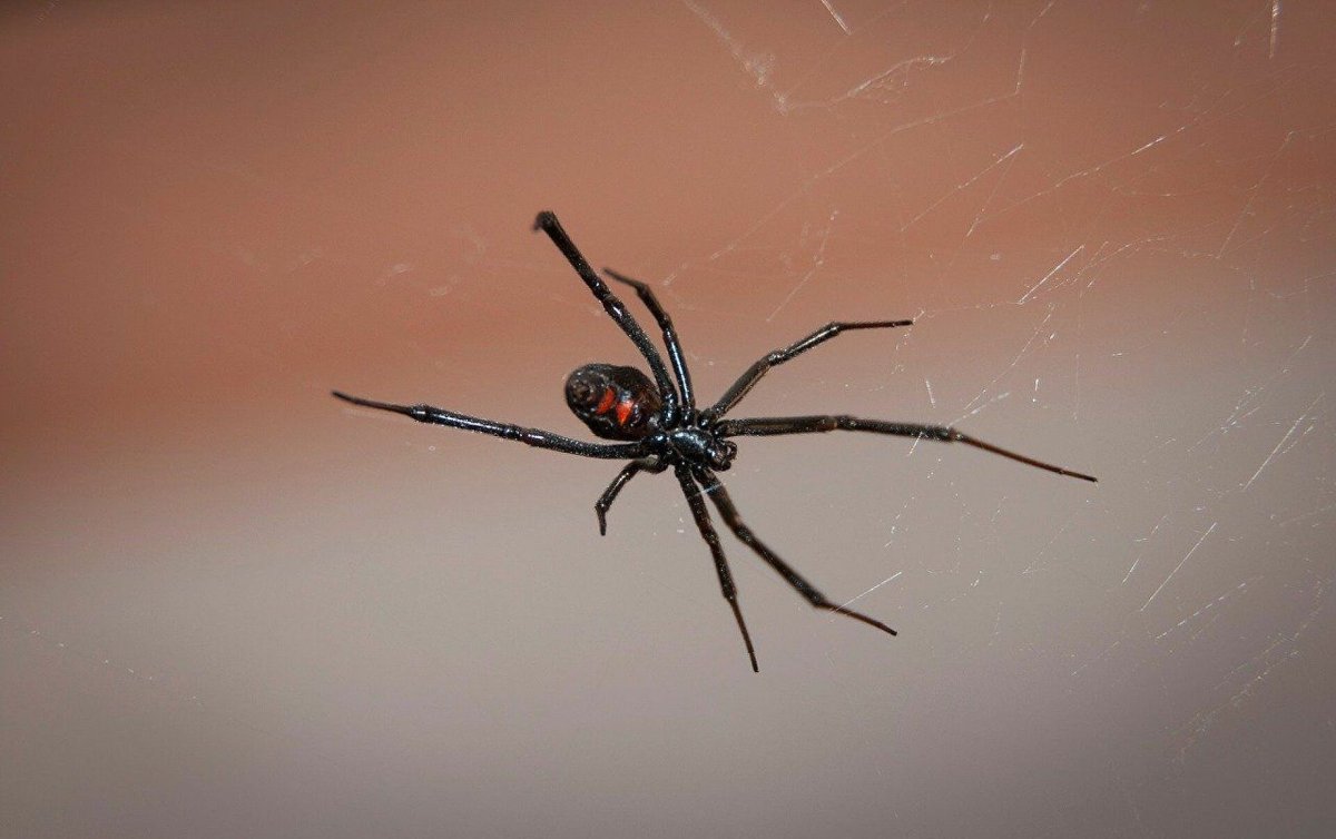 Паук черная вдова Каракурт