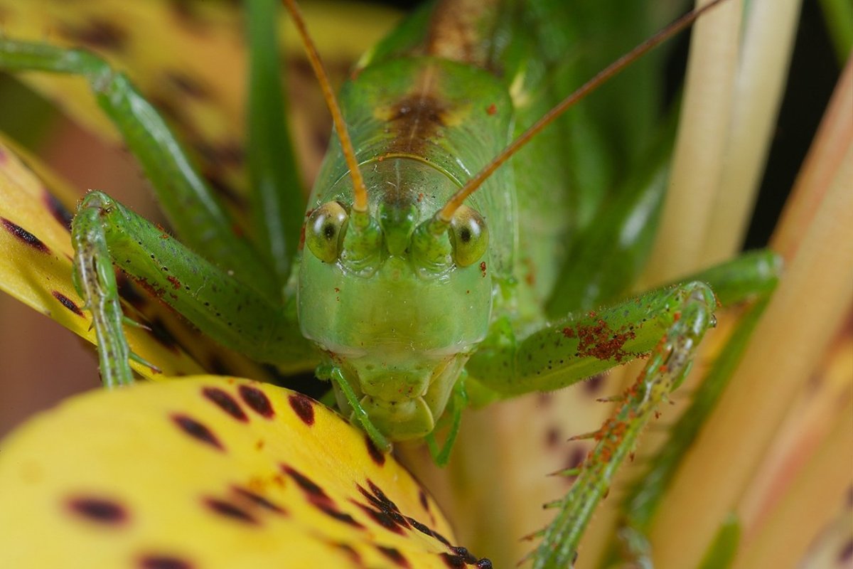 Кузнечик Лейххардта