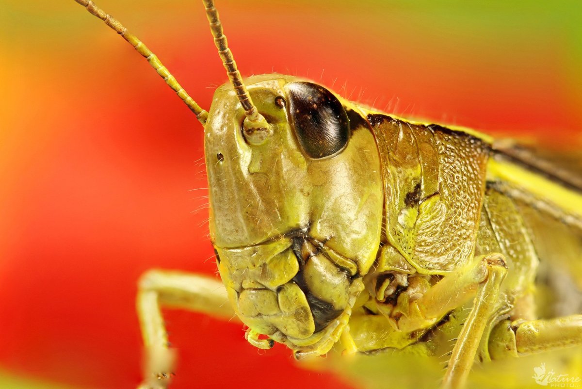 Челюсти кузнечика