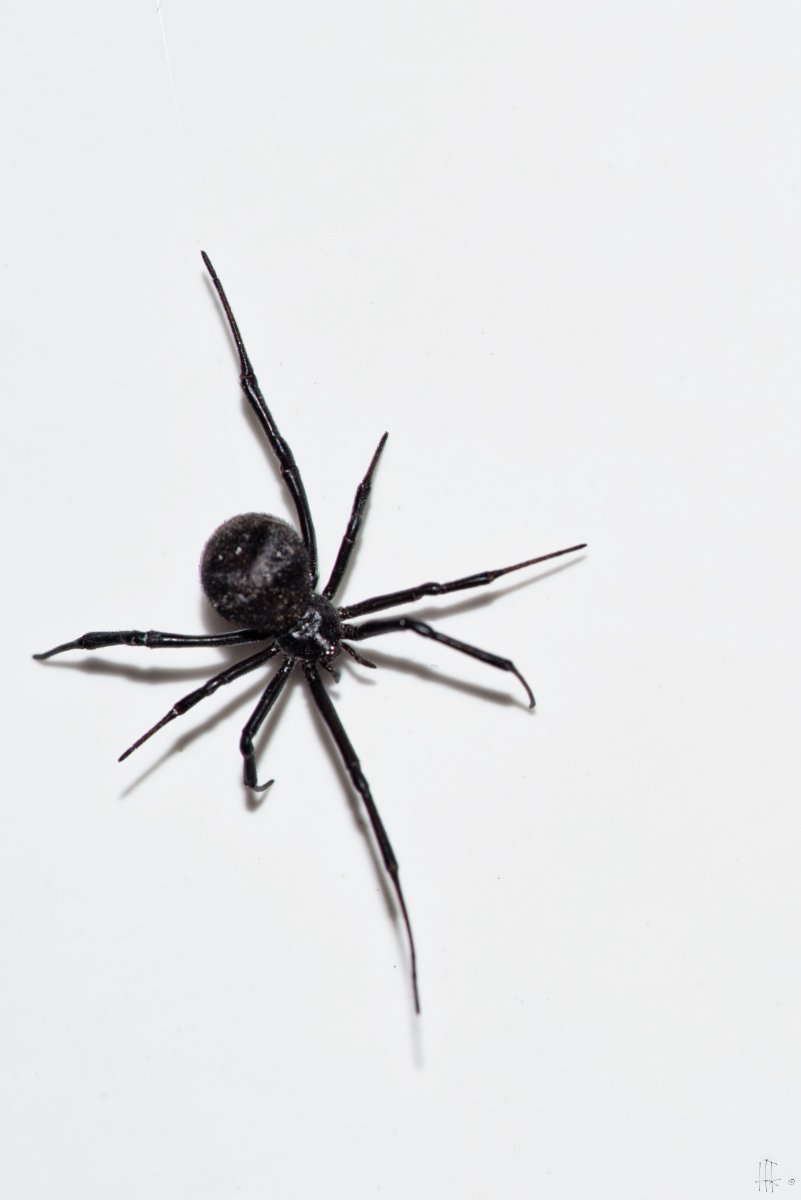 Черная вдова паук