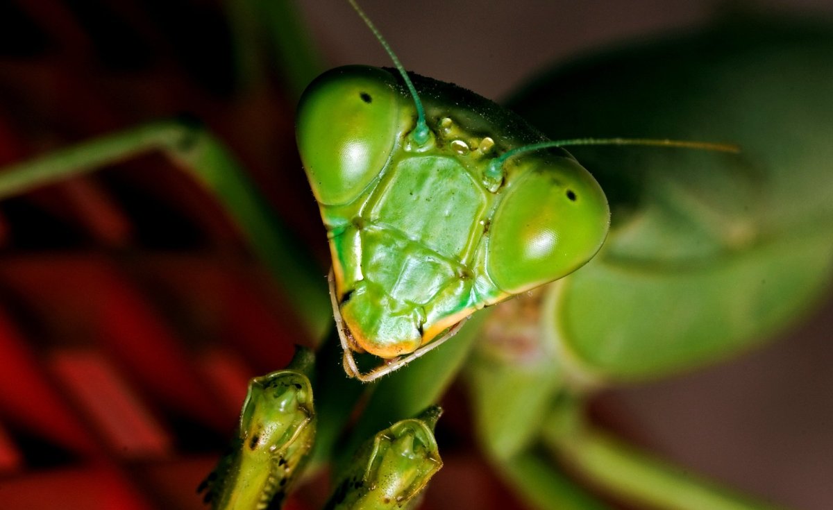 Жвалы богомола