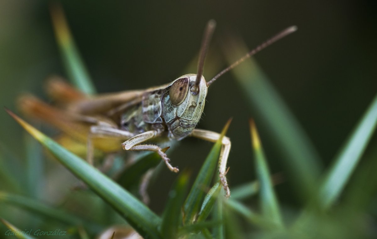 Кузнечик под микроскопом